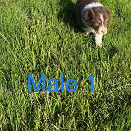 Australian Shepherd and Pembroke Welsh Corgi Puppies from Mallory Pembroke Welsh Corgis And Australian Shepherds