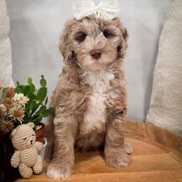 Ava - Merle female Goldendoodle puppy in Cleveland, Tennessee from Edgewater Doodles & Designer Pups