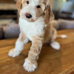 Timber - Yellow and white male Bernedoodle puppy in Gilbert, Arizona from Sunburst Doodles