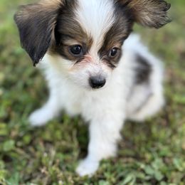Boston Terrier and Papillon Puppies from Sassy Pap Farms