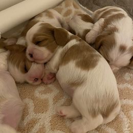 Cavalier King Charles Spaniel Puppies from Eureka Cavaliers