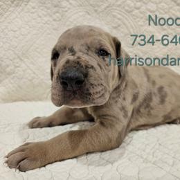 Noodle- Merle boy - Merle male Great Dane puppy in Grass Lake, Michigan from Harrison Danes