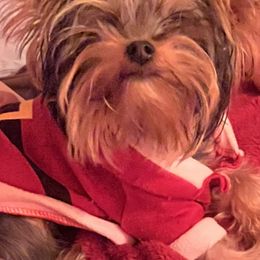 Yorkshire Terrier puppies from Forever Yorkies FL