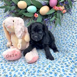 Gale - female Cavapoochon puppy in Bullard, Texas from Cavapoochon Central LLC