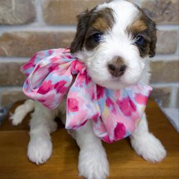 Holly - Merle - Merle female Bernedoodle puppy in Bowling Green, Ohio from Windy Creek Doodles