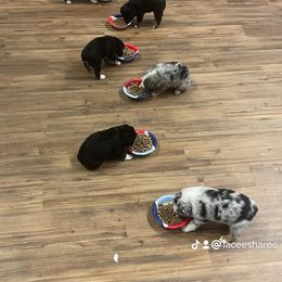 Miniature American Shepherd and Miniature Australian Shepherd Puppies from Patience Creek Mini Aussie