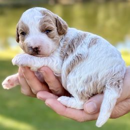 Maggie - Blenheim female Cavapoo puppy in Newville, Alabama from Southeast cavapoos