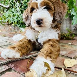 Bernedoodle puppies from Palm Canyon Bernedoodles