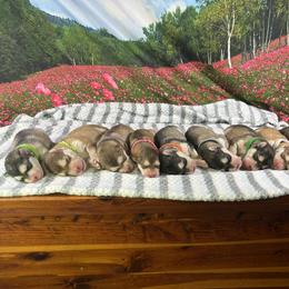 Alaskan Malamute Puppies from New River Valley Malamutes