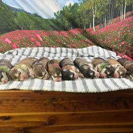 Alaskan Malamute Puppies from New River Valley Malamutes