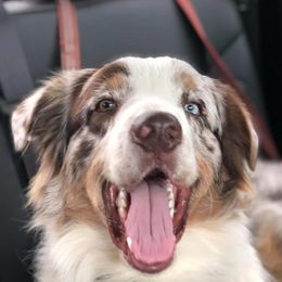 Wrigley  - Australian Shepherd