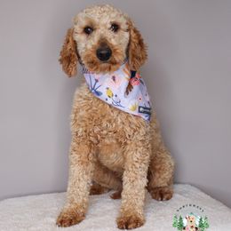 Luna - Goldendoodle