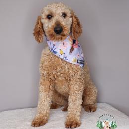 Luna - Goldendoodle