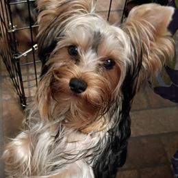 Lady - Blue and gold female Yorkshire Terrier puppy in Potomac, Maryland from Fabiana's Yorkshire Terriers