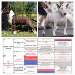 Miniature Bull Terrier puppies from DyHar Bullies