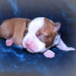 Baby Shar - Red female Boston Terrier puppy in Kingsport, Tennessee from Sleepwalker Bostons