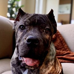 Elmo - Chestnut brindle male Cane Corso puppy in (30 Minutes North Of Memphis) In Burlison, Tennessee from River Bluff Cane Corsos