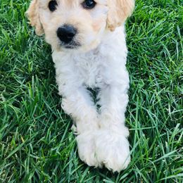 Australian Labradoodle Puppies from Grand Peaks Labradoodles