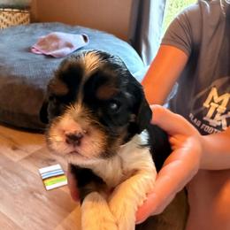 Teddy - Tri-color male Cavalier King Charles Spaniel puppy in Riverside, California from Mia Loves Kingston Cavaliers