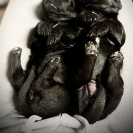 Dachshund Puppies from Queen Bee Doxies