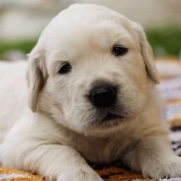 Wendy (Silver collar) - Golden female Golden Retriever puppy in Mason, Michigan from Sweet Breeze Acres