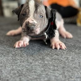 Llyr - Black and white male Xoloitzcuintli puppy in Victorville, California from Elegancia Vintage Xoloitzcuintle