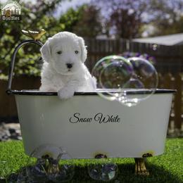 Snow White - Chalk female Australian Labradoodle puppy in Cashmere, Washington from Mountain Home Doodles