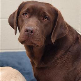 Julep - Labrador Retriever