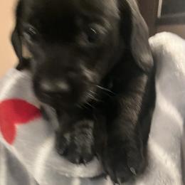 Dachshund Puppies from Jeffrey Johnson