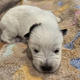 AKC CHAMPION BLOODLINE AUSTRALIAN CATTLE DOG PUPPY - GIRL 2 - Blue female Australian Cattle Dog puppy in Cassatt, South Carolina from B & E Farms