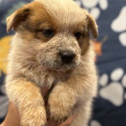 Girl 3 - Red speckled female Australian Cattle Dog puppy in Scurry, Texas from RedHorizon AKC Australian Cattle Dogs (Heelers)
