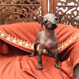 Girl 3 - female Xoloitzcuintli puppy in Sunnyside, Washington from Xolos Jazmin