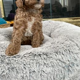 Maltese, Poodle, and Shih Tzu Puppies from Happy puppies