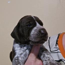 Yellow Girl - Liver and white female German Shorthaired Pointer puppy in Johnson City, Tennessee from ShatzFired Shorthairs
