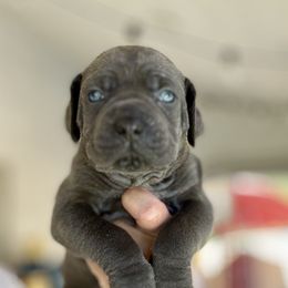Daisy - Gray female Cane Corso puppy in Las Vegas, Nevada from LV3M Cane Corso
