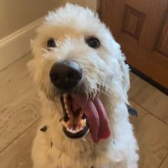 Double Doodles from Glitter Puppies