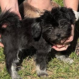 Morgan - Havanese