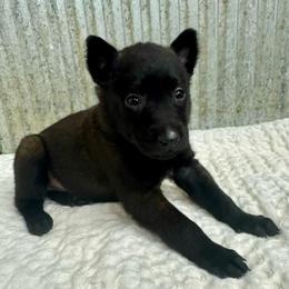 Mauve Collar - Black sable female Belgian Malinois puppy in Muskegon, Michigan from Red Acres Working Line K9s