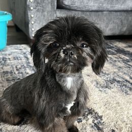 Ella - Shih Tzu