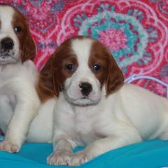 Clumber Spaniel and Irish Red and White Setter Puppies from NyaStar & Chequamegon