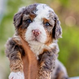 Grumpy - Merle male Bernedoodle puppy in Highland, Utah from Angel Pups Deluxe