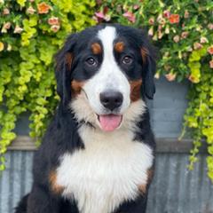 Raven - Bernese Mountain Dog