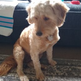 Aussiedoodles, Bernedoodles, Goldendoodles, and Sheepadoodles from Country Meadow Doodles
