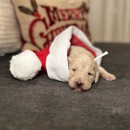 Goldendoodle Puppies from S_and_b_doodles
