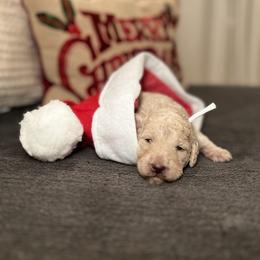 Goldendoodle Puppies from S_and_b_doodles