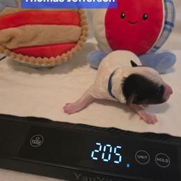 Thomas - Parti male Yorkipoo puppy in San Diego, California from TheSocialk9