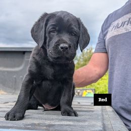Labrador Retriever Puppies from Linderman Labs