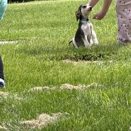 Domino female - Blue and cream female Afghan Hound puppy in Carlisle, Pennsylvania from Winterberry Afghan Hounds