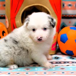 Zinnia - Blue merle female Australian Shepherd puppy in South Branch, Michigan from Ross Ranch Mini and Standard Aussie's
