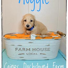 Auggie - Cream male Dachshund puppy in Cincinnati, Ohio from Caines Dachshund Farm